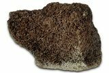 Fossil Tyrannosaur (T rex) Vertebra Section - Wyoming #350403-2